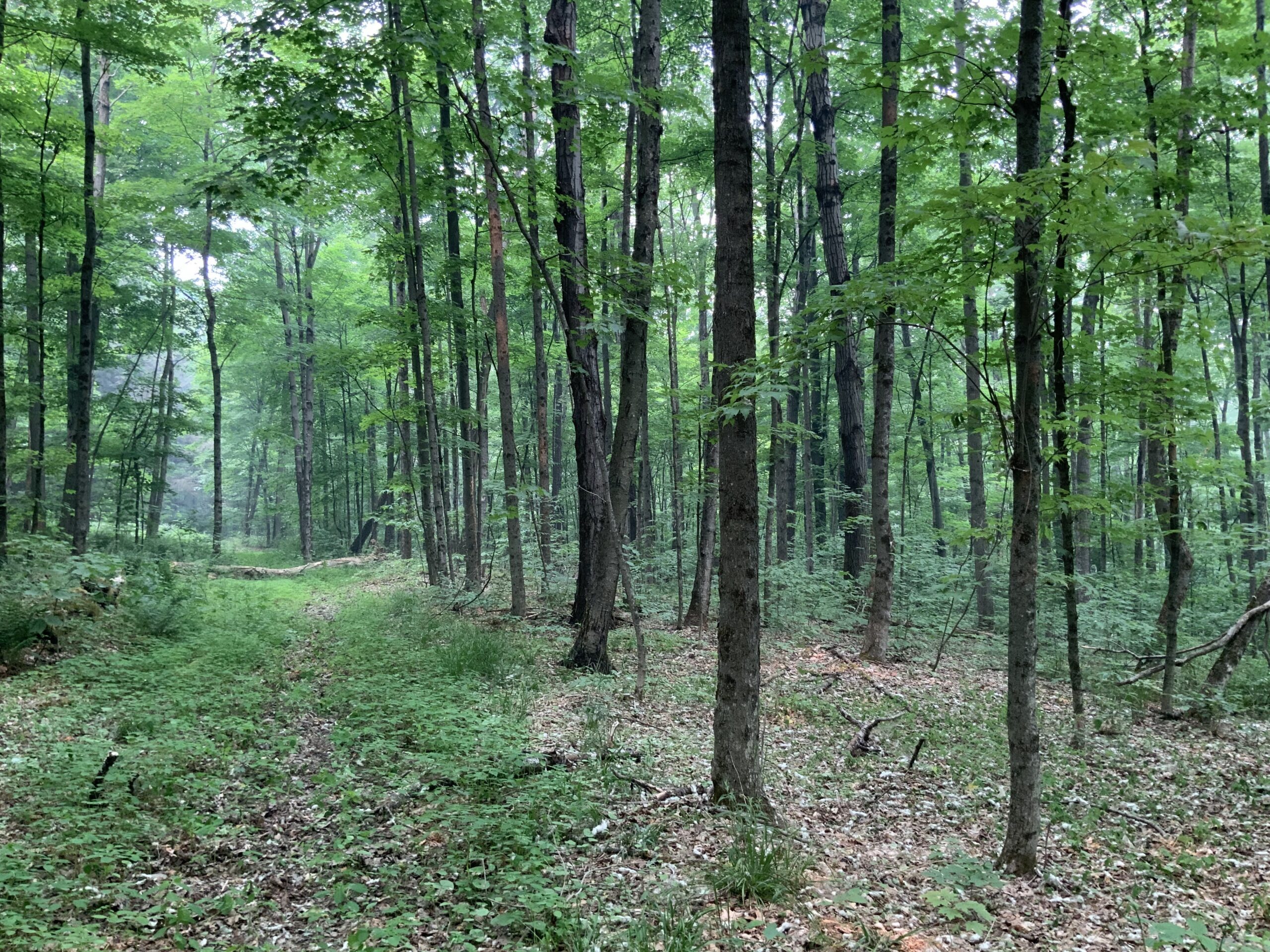 6.3 acres Secluded Forest Land Richford NY NY Outdoor Realty