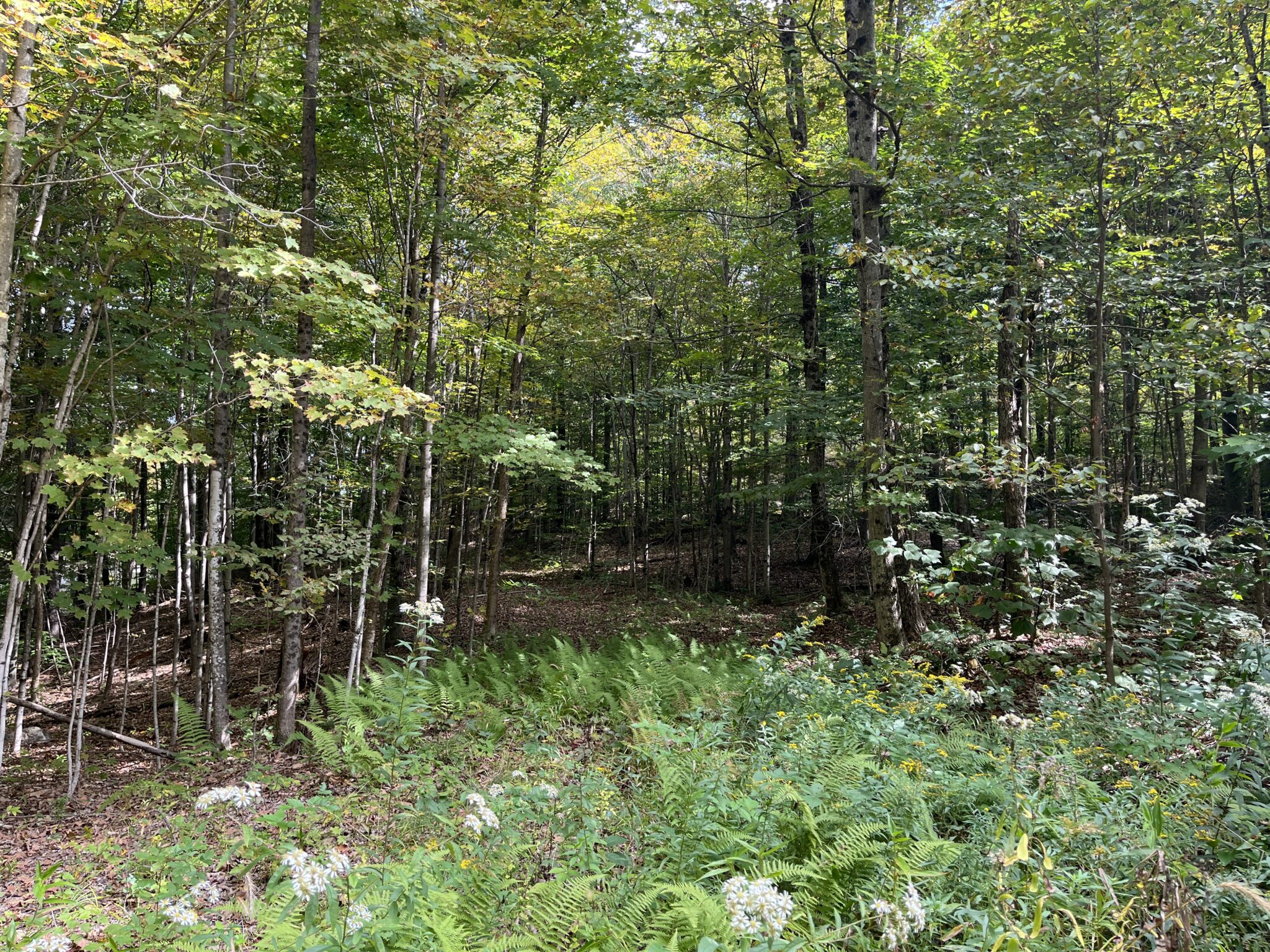 5 acre Camp Lot with Power Available Pitcairn NY NY Outdoor Realty