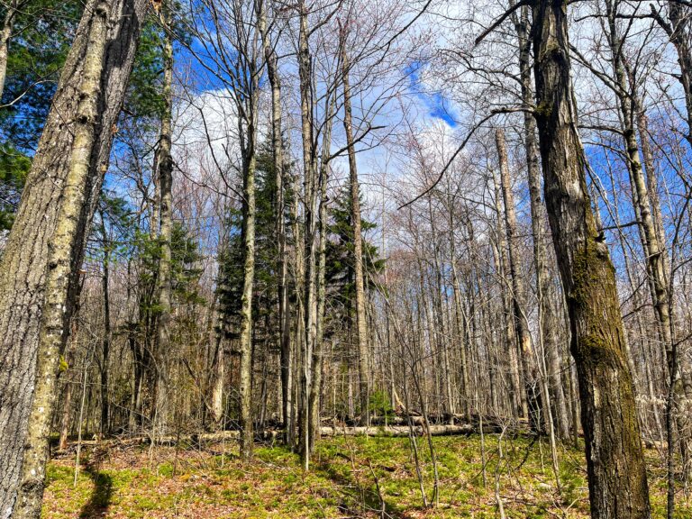 6.69 acre Wooded Camp Lot in Dickinson NY
