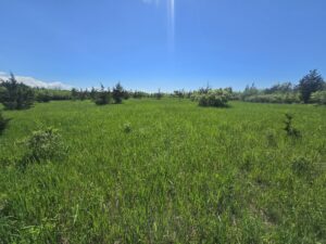 85 acres Remote Hunting Land Adams NY