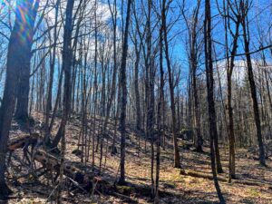 13 acres Wooded Upstate NY Hunting Land Pitcairn NY