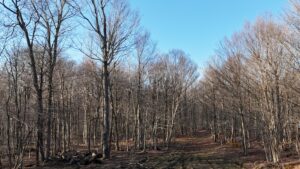 69 acres Tug Hill Hunting Land North Osceola NY