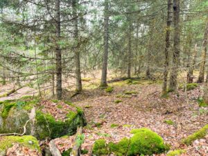 20 acres Adirondack Hunting Land Waverly NY