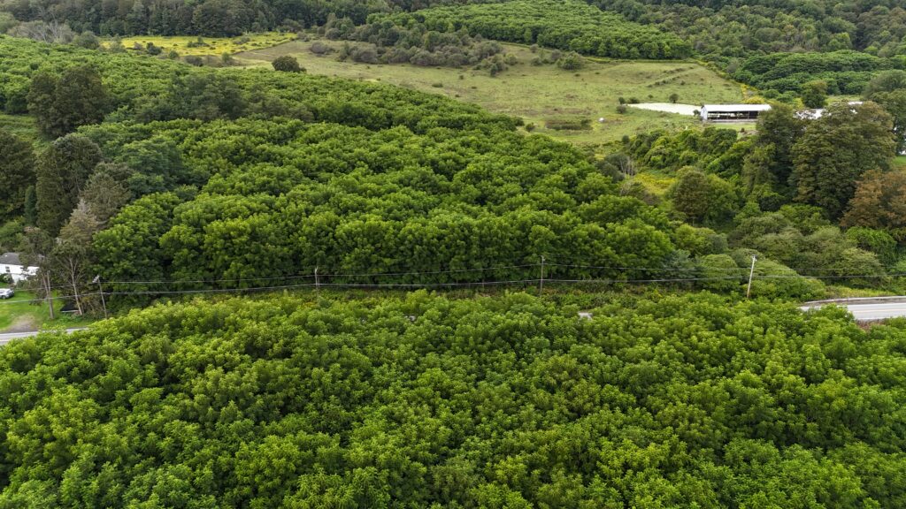 4 acres Land with Black Walnut Trees Earlville NY