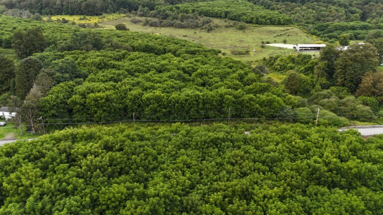 4 acres Land with Black Walnut Trees Earlville NY