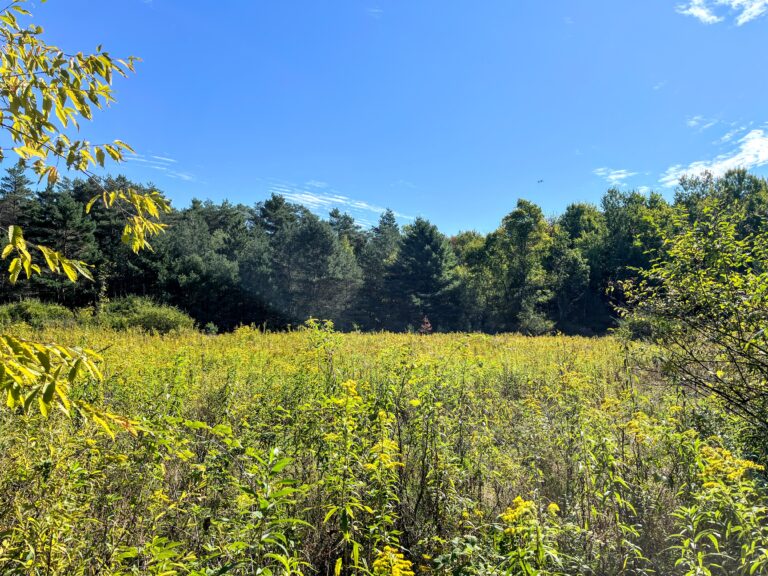 11 acres Hunting Land Bordering State Land Stockholm NY