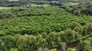 58 acre Land with Black Walnut Trees Earlville NY