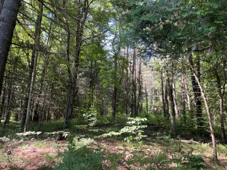 9 acre Wooded Off-Grid Land Stockholm NY