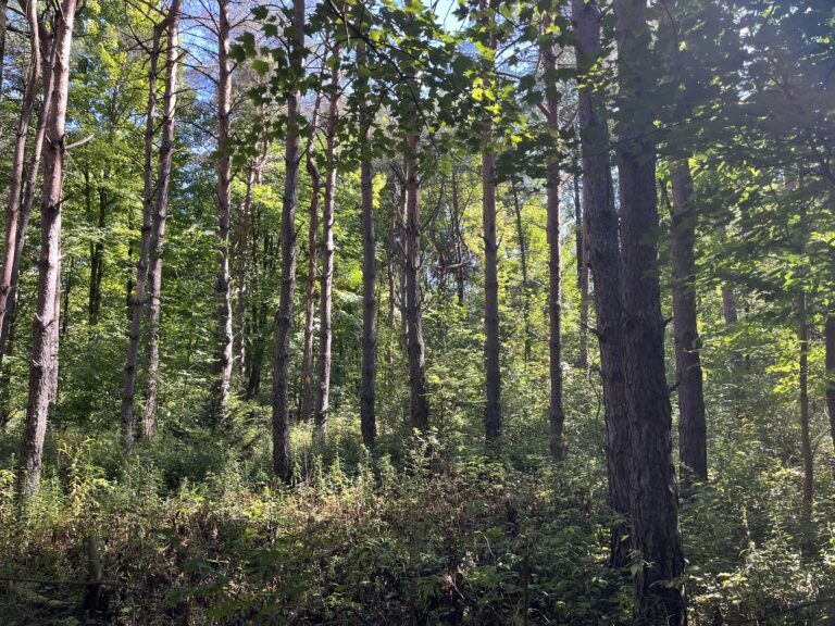 9 acres Hunting Land in St. Lawrence County