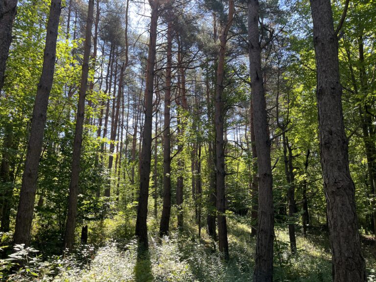 9 acres Off Grid Wooded Hunting Land Stockholm NY