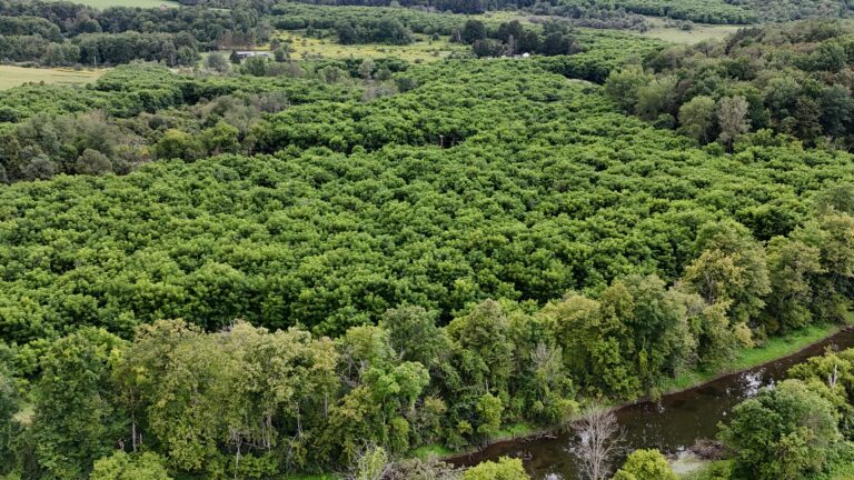 58 acre Land with Black Walnut Trees Earlville NY