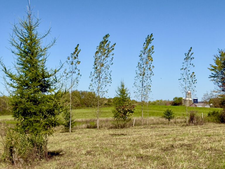 19 acre Secluded Country Building Lot for Sale Eaton, NY!