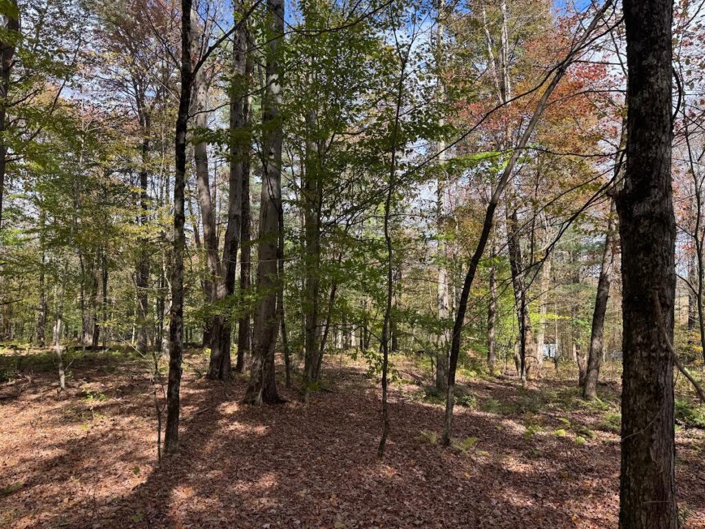 4 acre NY Southern Tier Hunting Land Preston NY