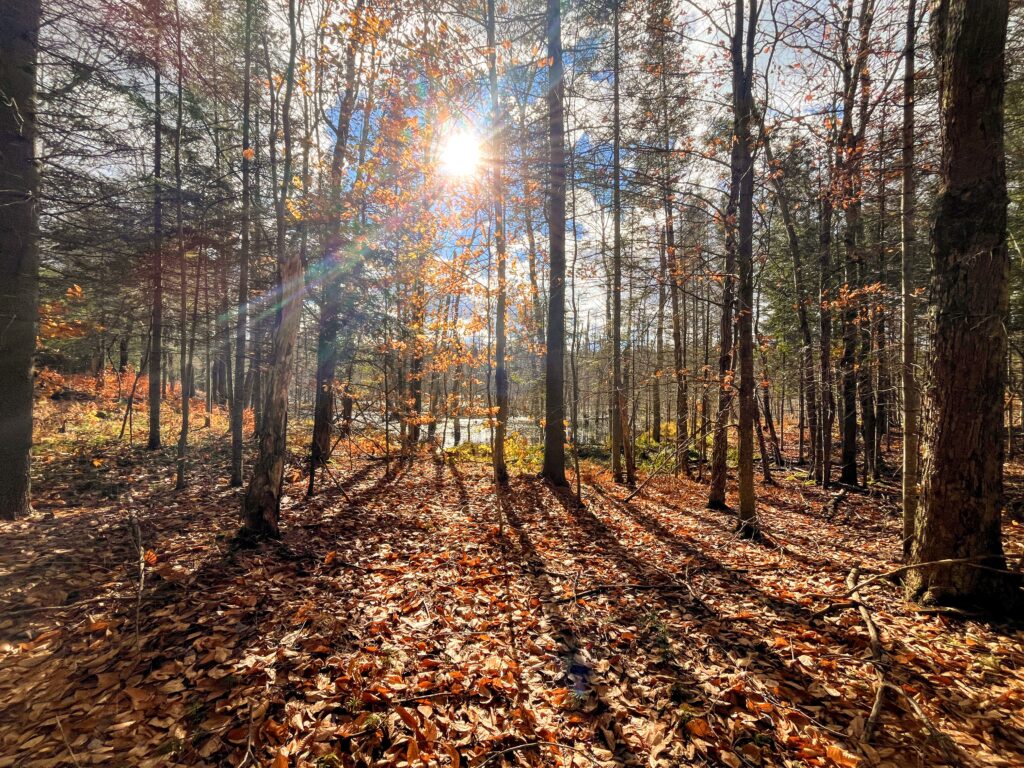 12 acre Wooded Lot with Beaver Pond Russell NY