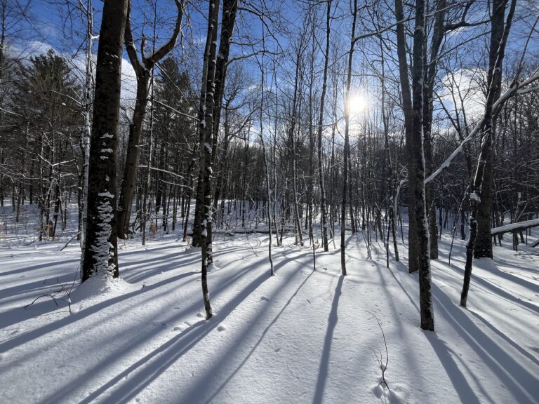 5 acre Remote Wooded Cabin Lot Russell NY